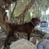 TENDER (union animal)