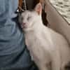 Kater Eric sucht ein neues Körbchen