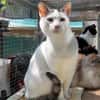 Kater Eric sucht ein neues Körbchen
