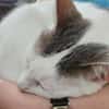 Kater Eric sucht ein neues Körbchen