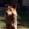YUKI  Pfiffiges Hasenherz sucht...