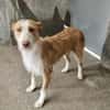 Wuschelmaus Estrelinha