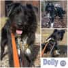 DOLLY -Sucht Begleitung an ihrer Seite-