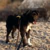 DOLLY -Sucht Begleitung an ihrer Seite-