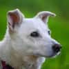 NEVA -sucht hundeerfahrenes Zuhause-