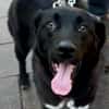 Dante sucht Hundeversteher