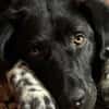 Dante sucht Hundeversteher