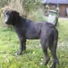 Pangeo
