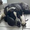 Cooper, geb. ca. 06/2023, Ulm