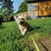 Aron sucht ein liebes Zuhause