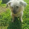 Aron sucht ein liebes Zuhause