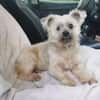 Aron sucht ein liebes Zuhause