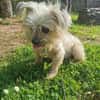 Aron sucht ein liebes Zuhause