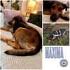 MAXIMA -ruhige, treue Wegbegleiterin-