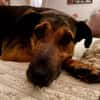 MAXIMA -ruhige, treue Wegbegleiterin-