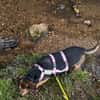 MAXIMA -ruhige, treue Wegbegleiterin-