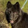 Aurela, geb. ca. 09/2018, 31547 Rehburg