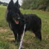 Aurela, geb. ca. 09/2018, 31547 Rehburg