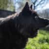 Aurela, geb. ca. 09/2018, 31547 Rehburg
