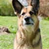 Murphy - Liebevoll und loyal