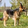 Murphy - Liebevoll und loyal