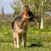 Murphy - Liebevoll und loyal