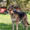 Murphy - Liebevoll und loyal