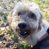 Alfi  - Pechvogel sucht neues Zuhause