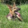 Bella lieber Welpe sucht Sie Ho