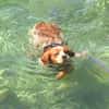 Paul - Gute-Laune-Hund sucht Zuhause