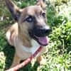 LITTLE JOE - ein Junghund zum Verlieben