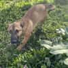 LITTLE JOE - ein Junghund zum Verlieben