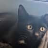 Lena [Chaton]