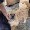 Milou