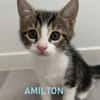 AMILTON