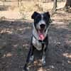 FENICE, dolcissima cagnolona