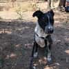 FENICE, dolcissima cagnolona
