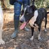 FENICE, dolcissima cagnolona