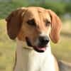 ATHOS