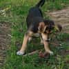 Toller Bruno sucht ein neues Zuhause