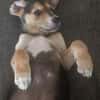 Toller Bruno sucht ein neues Zuhause
