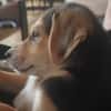 Toller Bruno sucht ein neues Zuhause
