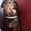 Sammy - sucht seine zweite Chance