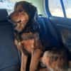 Sammy - sucht seine zweite Chance