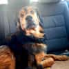 Sammy - sucht seine zweite Chance