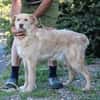 Diras - kinderlieber Familienhund