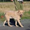 Diras - kinderlieber Familienhund