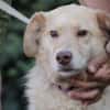 Diras - kinderlieber Familienhund