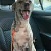 Traumhund Jessie sucht eine neue Familie