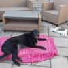 Cora  sucht liebevolles Zuhause